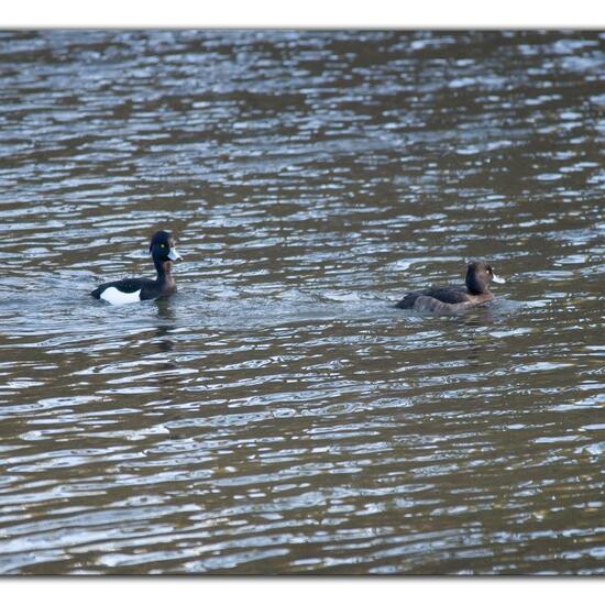 Tufted Duck: Animal in habitat Artificial freshwater in the NatureSpots App