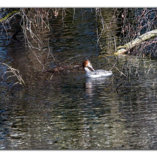 Great crested grebe: Animal in habitat Artificial freshwater in the NatureSpots App