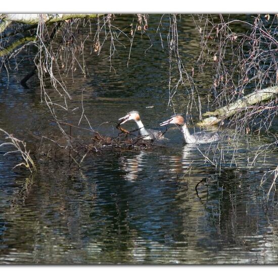 Great crested grebe: Animal in habitat Artificial freshwater in the NatureSpots App