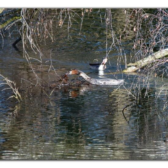 Great crested grebe: Animal in habitat Artificial freshwater in the NatureSpots App