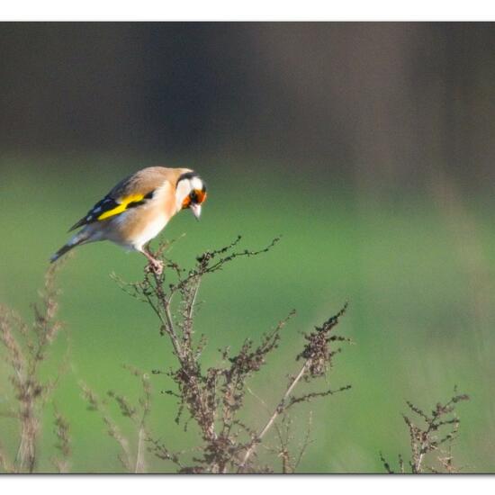 European Goldfinch: Animal in habitat Buffer strip in the NatureSpots App