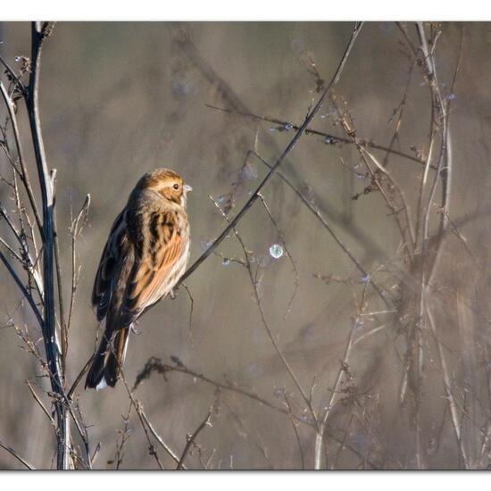 Reed Bunting: Animal in habitat Buffer strip in the NatureSpots App