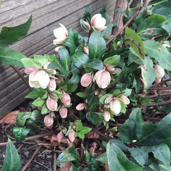 Helleborus niger: Plant in nature in the NatureSpots App