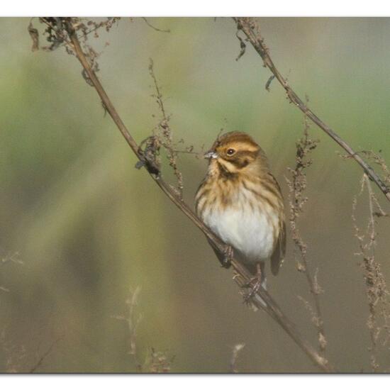 Reed Bunting: Animal in habitat Buffer strip in the NatureSpots App