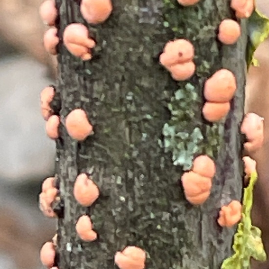 Nectria cinnabarina: Mushroom in habitat Park in the NatureSpots App