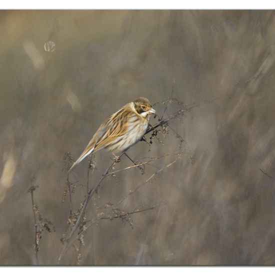 Reed Bunting: Animal in habitat Buffer strip in the NatureSpots App