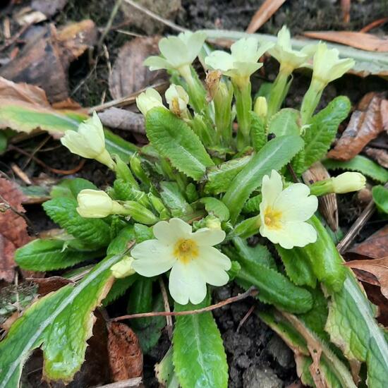 Primula: Plant in nature in the NatureSpots App