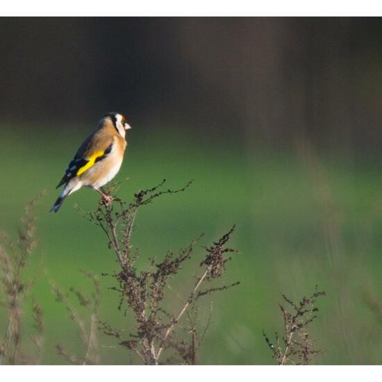 European Goldfinch: Animal in habitat Buffer strip in the NatureSpots App