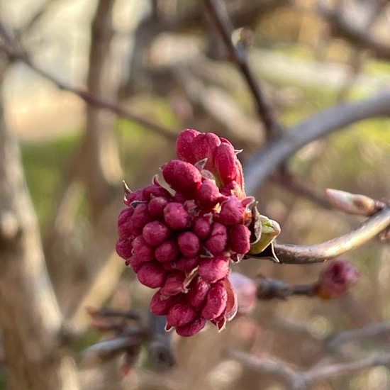 Viburnum ×bodnantense: Plant in habitat Garden in the NatureSpots App