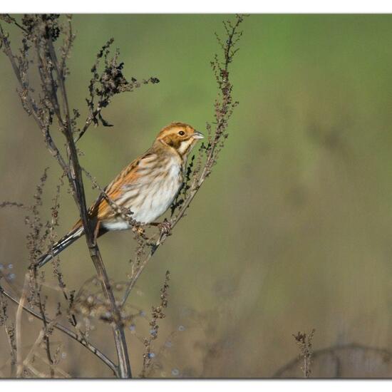 Reed Bunting: Animal in habitat Buffer strip in the NatureSpots App