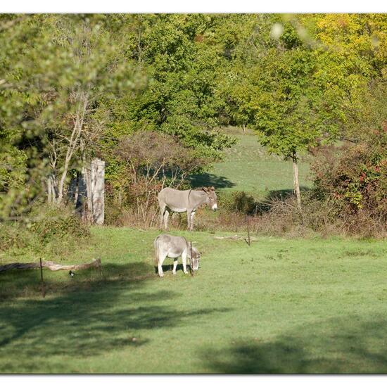 Equus asinus: Animal in habitat Grassland in the NatureSpots App