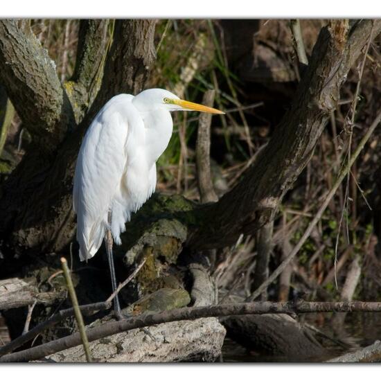 Great Egret: Animal in habitat Park in the NatureSpots App