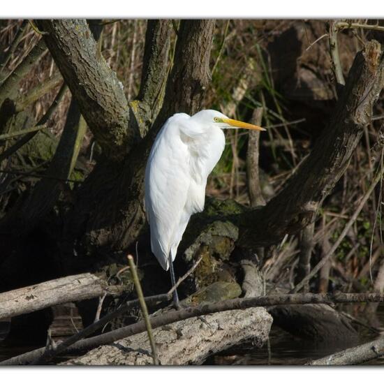 Great Egret: Animal in habitat Park in the NatureSpots App