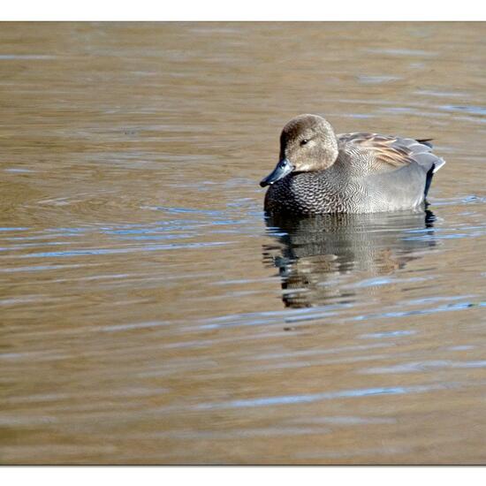 Mallard: Animal in habitat Park in the NatureSpots App