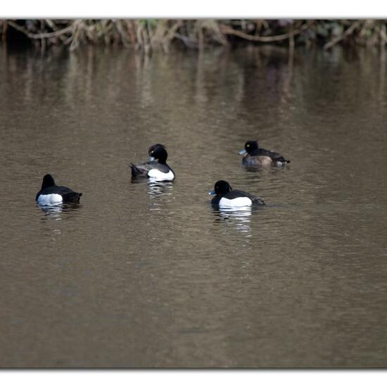 Tufted Duck: Animal in nature in the NatureSpots App