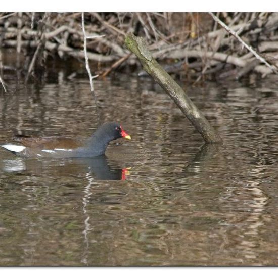 Common Moorhen: Animal in habitat Park in the NatureSpots App