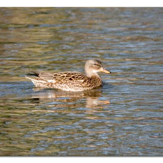 Mallard: Animal in habitat Park in the NatureSpots App