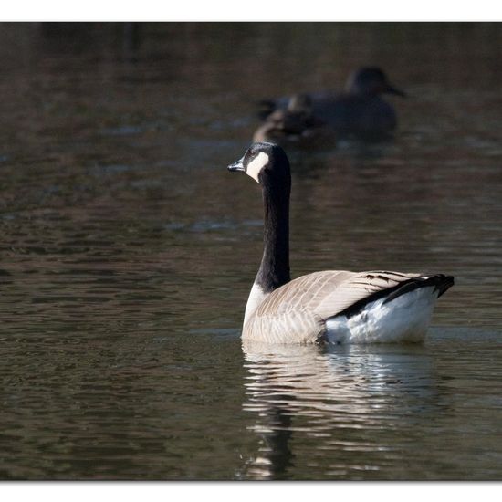 Canada Goose: Animal in habitat Park in the NatureSpots App