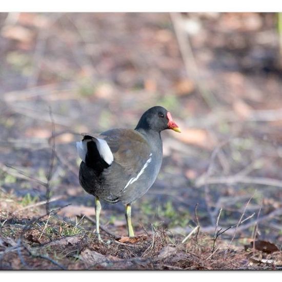 Common Moorhen: Animal in habitat Park in the NatureSpots App