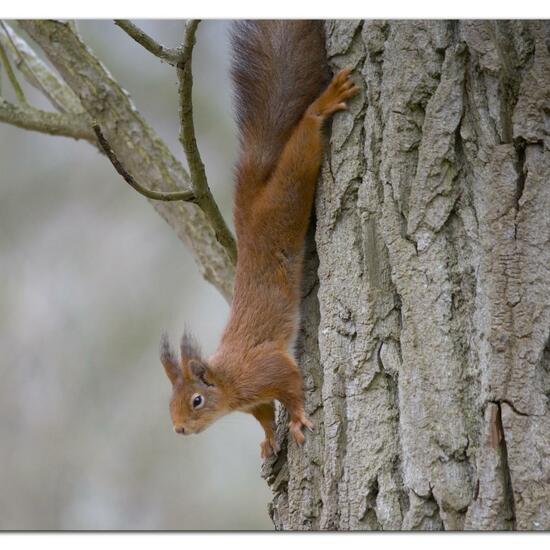 Red squirrel: Animal in habitat Backyard in the NatureSpots App