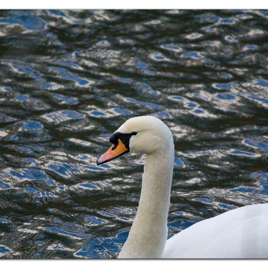 Mute swan: Animal in habitat Freshwater habitat in the NatureSpots App