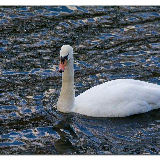 Mute swan: Animal in habitat Freshwater habitat in the NatureSpots App