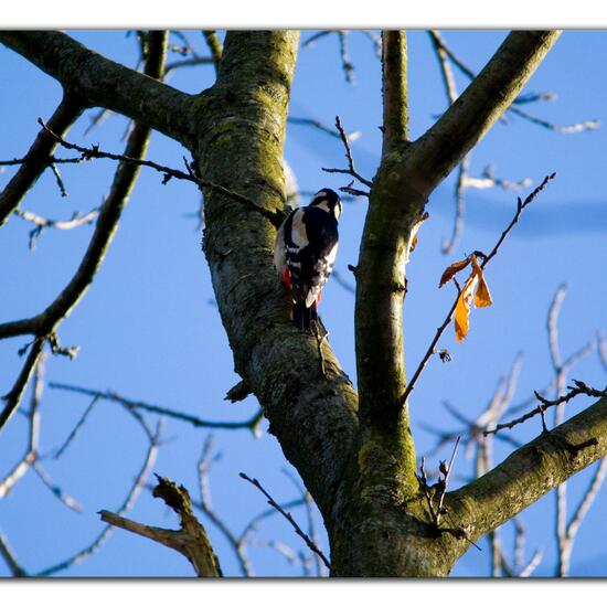 Great Spotted Woodpecker: Animal in habitat Park in the NatureSpots App