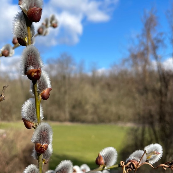 Salix caprea: Plant in habitat Park in the NatureSpots App