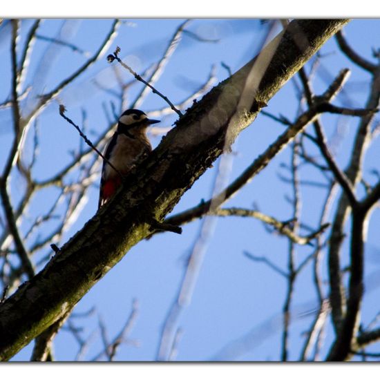 Great Spotted Woodpecker: Animal in habitat Park in the NatureSpots App