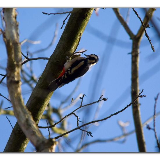 Great Spotted Woodpecker: Animal in habitat Park in the NatureSpots App