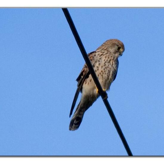 Common Kestrel: Animal in habitat Grassland in the NatureSpots App