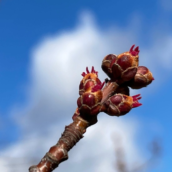 Acer saccharinum: Plant in habitat Park in the NatureSpots App