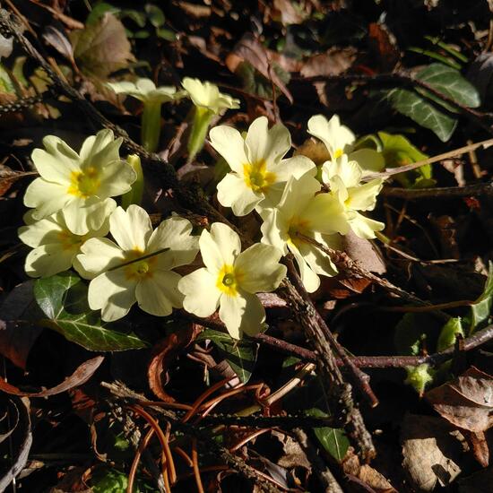 Primula vulgaris: Plant in habitat Garden in the NatureSpots App