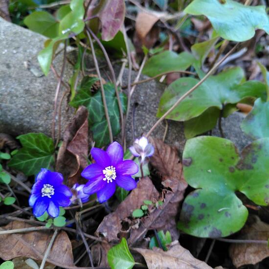 Anemone hepatica: Plant in habitat Garden in the NatureSpots App