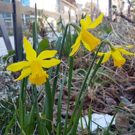 Narcissus hispanicus: Plant in habitat Park in the NatureSpots App