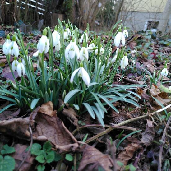 Galanthus angustifolius: Plant in habitat Garden in the NatureSpots App