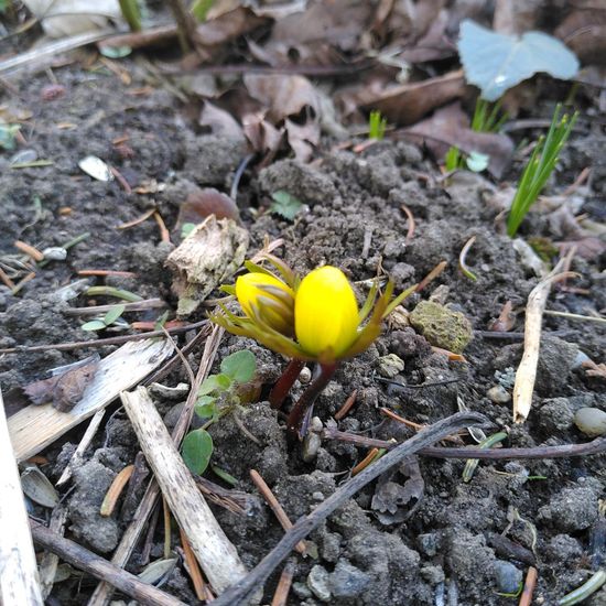 Eranthis hyemalis: Plant in habitat Garden in the NatureSpots App