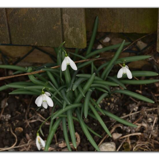 Galanthus nivalis: Plant in habitat Garden in the NatureSpots App