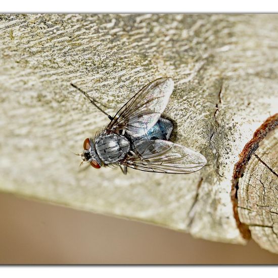 Calliphora: Animal in habitat Garden in the NatureSpots App