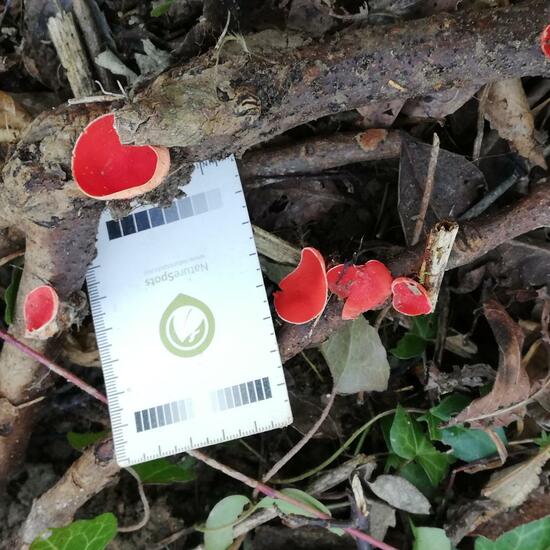Sarcoscypha: Mushroom in habitat Riparian forest in the NatureSpots App