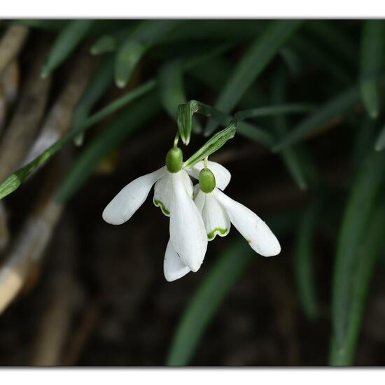 Galanthus nivalis: Plant in habitat Garden in the NatureSpots App