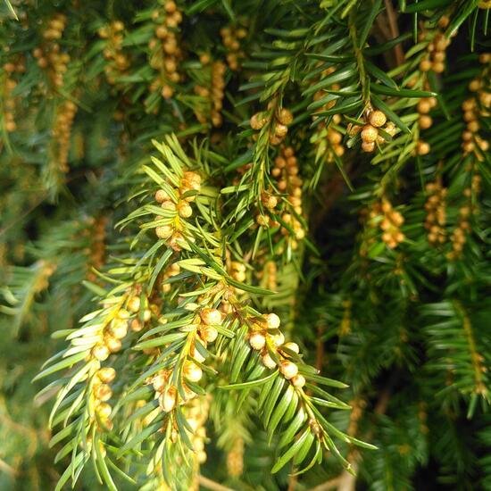 Taxus baccata: Plant in habitat Temperate forest in the NatureSpots App