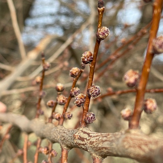 Ulmus minor: Plant in habitat Agricultural habitat in the NatureSpots App