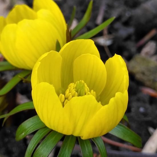 Eranthis hyemalis: Plant in habitat Garden in the NatureSpots App