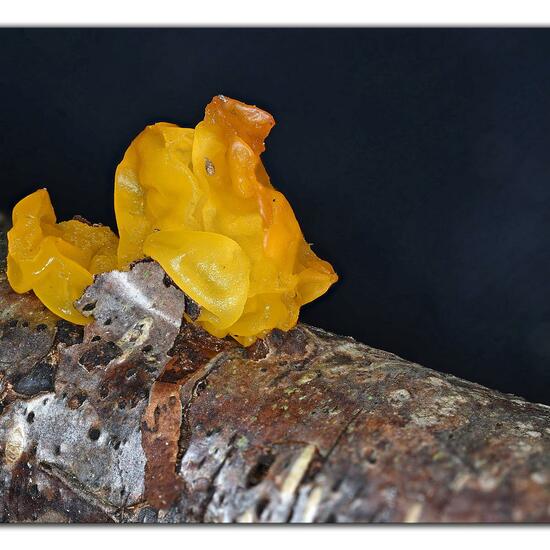Tremella mesenterica: Mushroom in habitat Forest in the NatureSpots App