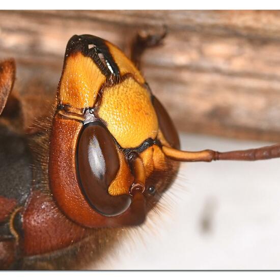 European hornet: Animal in habitat City and Urban in the NatureSpots App