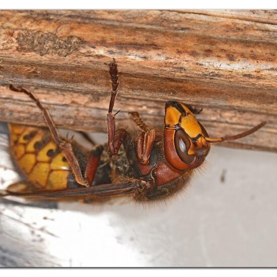 European hornet: Animal in habitat City and Urban in the NatureSpots App