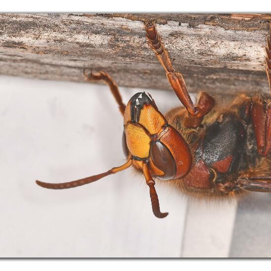 European hornet: Animal in habitat City and Urban in the NatureSpots App