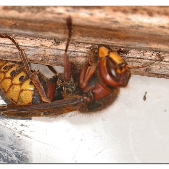 European hornet: Animal in habitat City and Urban in the NatureSpots App