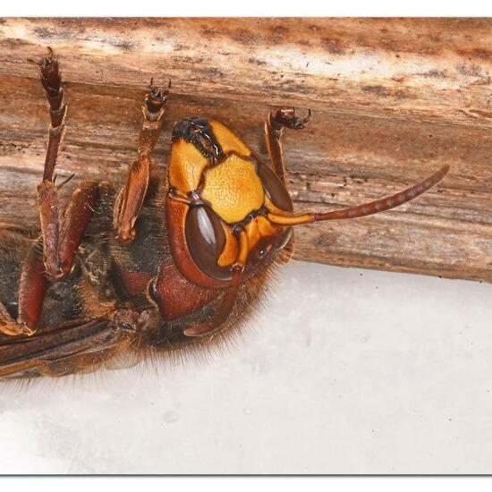 European hornet: Animal in habitat City and Urban in the NatureSpots App